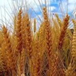 Barley, Oats, Wheat, Grains